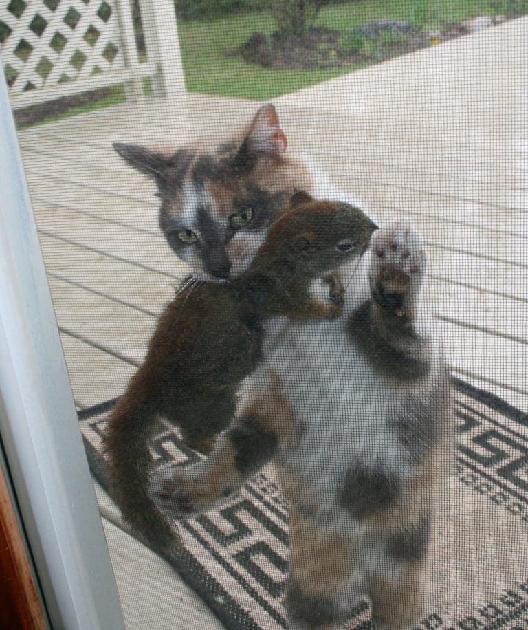 Domestic lesson #2: When the cat stays outside