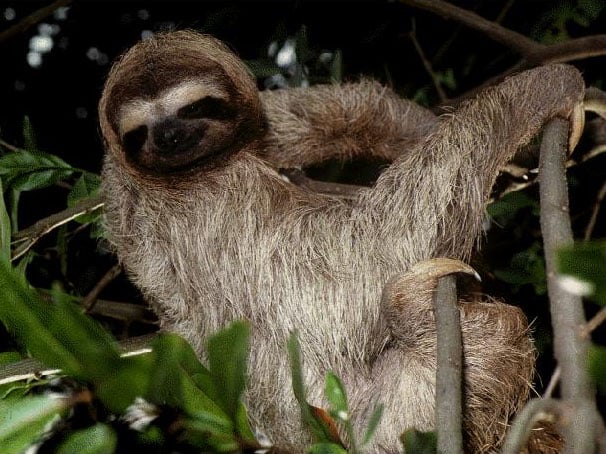 Workaholic or sloth?