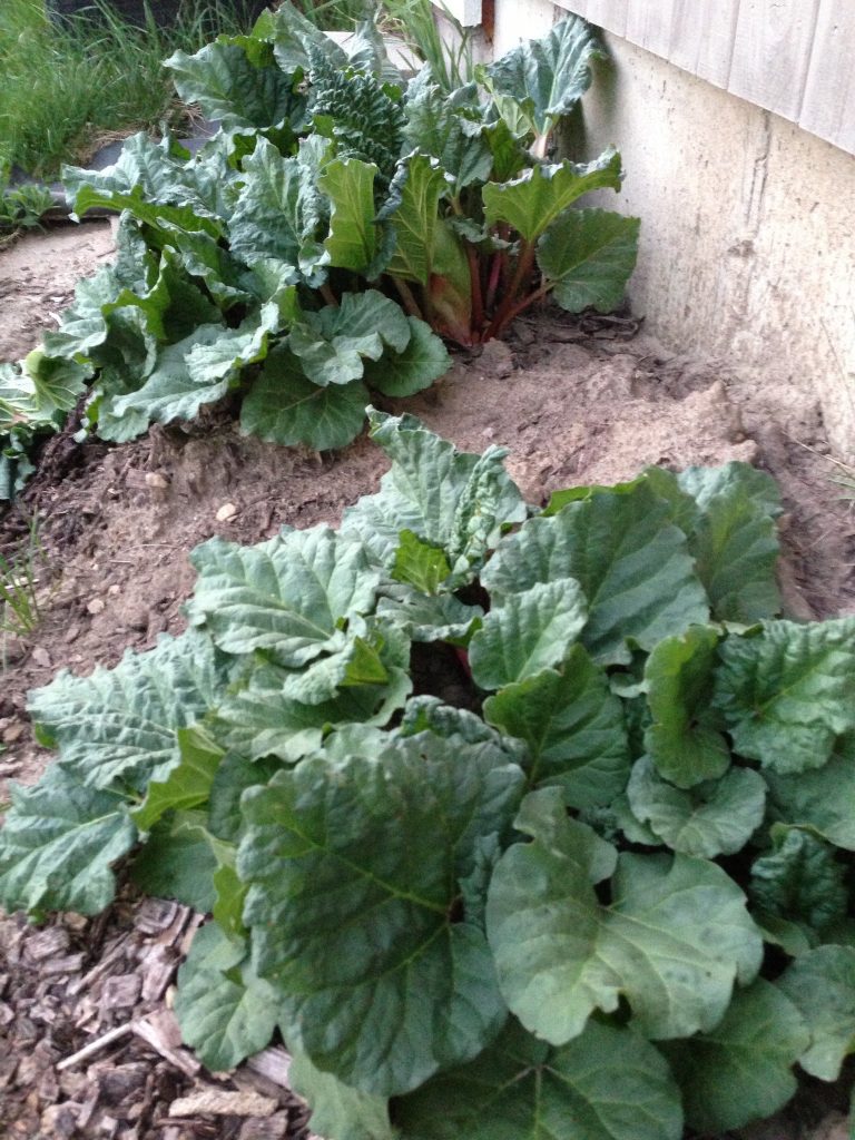 rhubarb