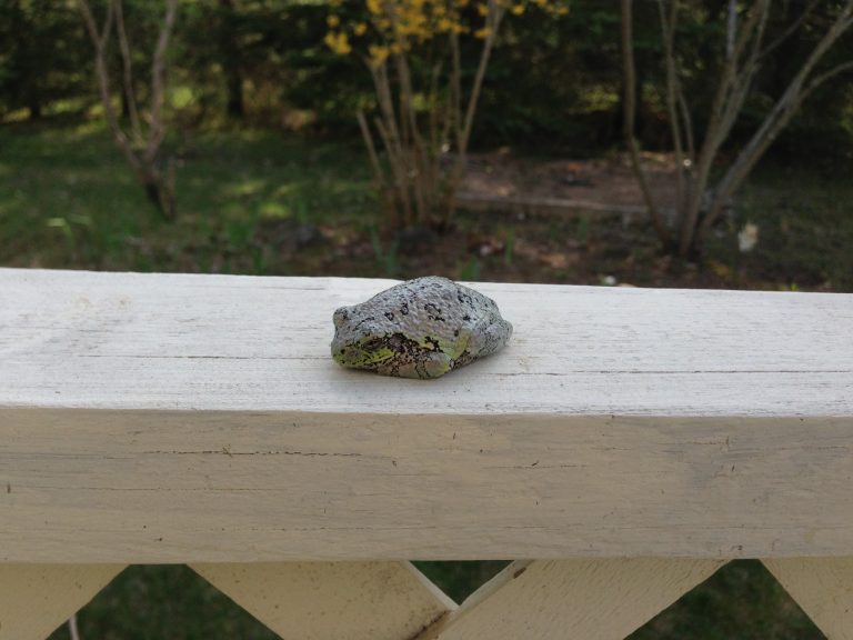 Deck frog